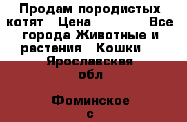 Продам породистых котят › Цена ­ 15 000 - Все города Животные и растения » Кошки   . Ярославская обл.,Фоминское с.